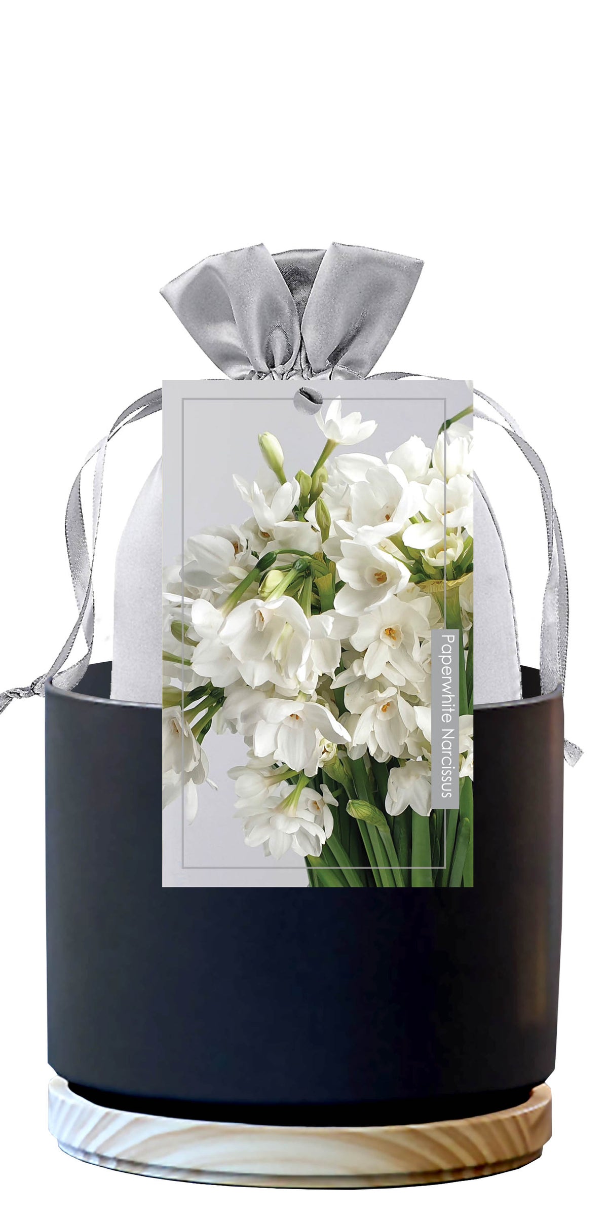 Paperwhites Premium Gift Kit | Indoor Fall Planting Bulb – Wildwood ...