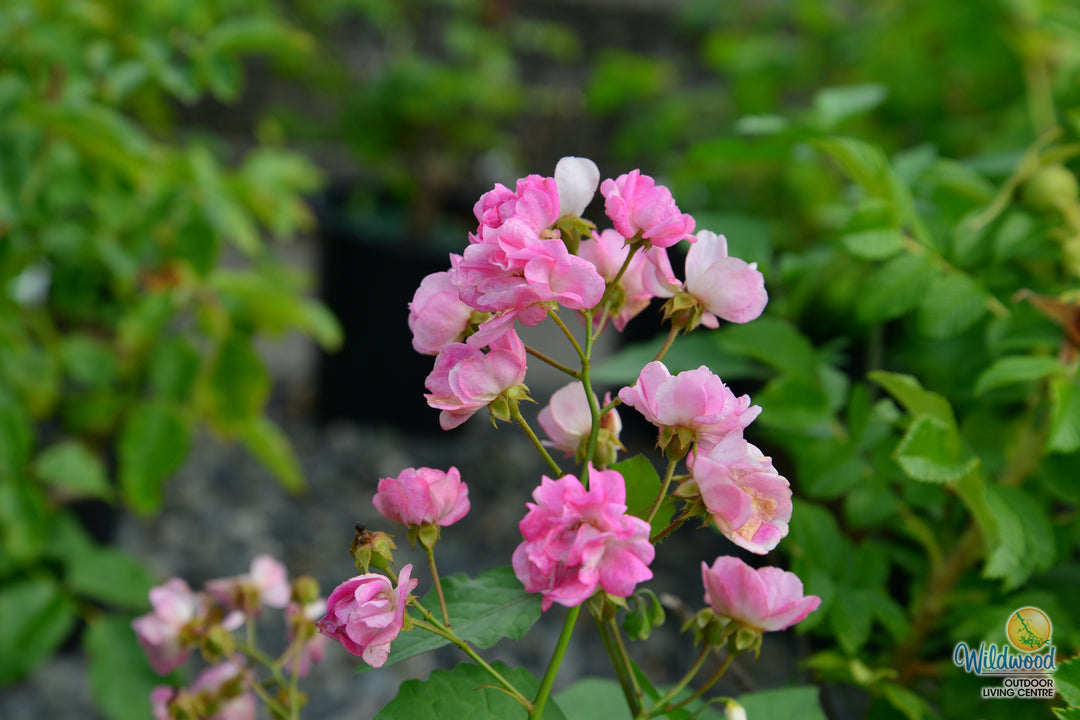 Pretty Polly Pink - Star Roses and Plants