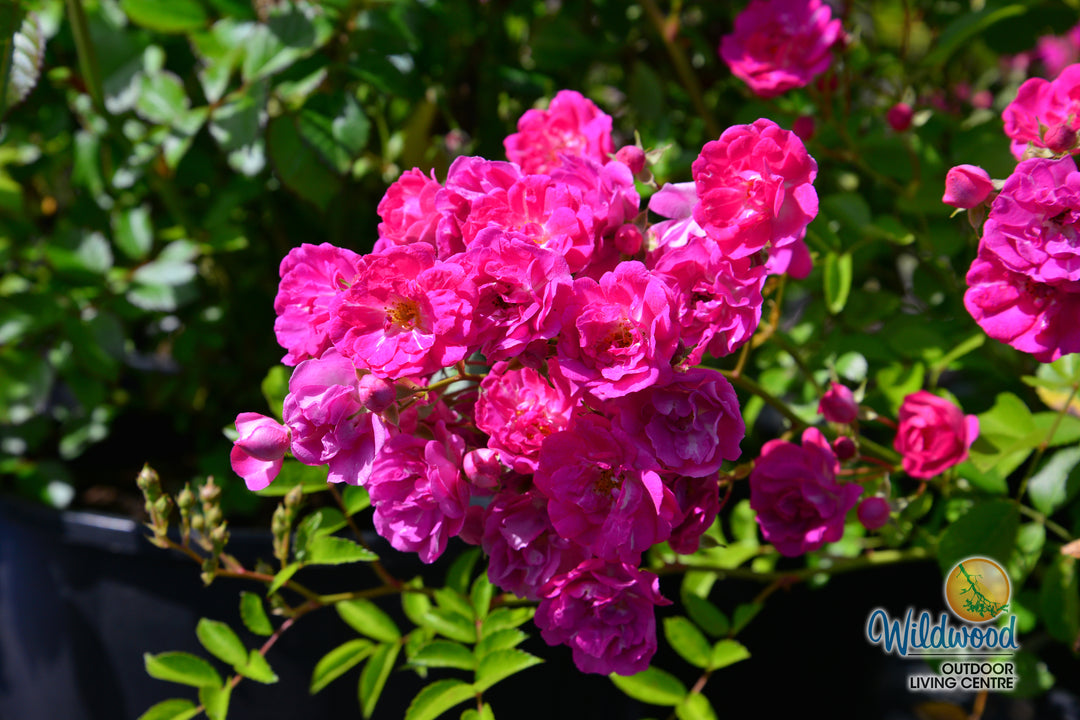 Pretty Polly Pink - Star Roses and Plants