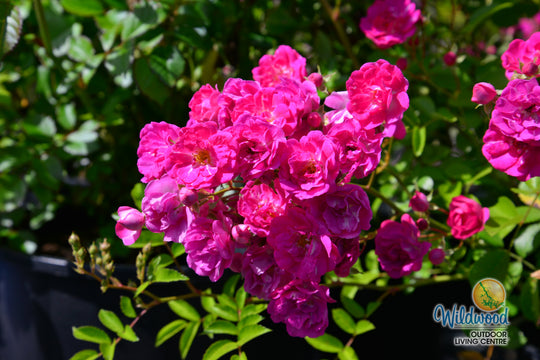 Pretty Polly Pink - Star Roses and Plants