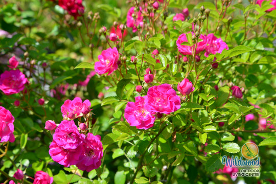Pretty Polly Pink - Star Roses and Plants