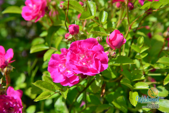 Pretty Polly Pink - Star Roses and Plants