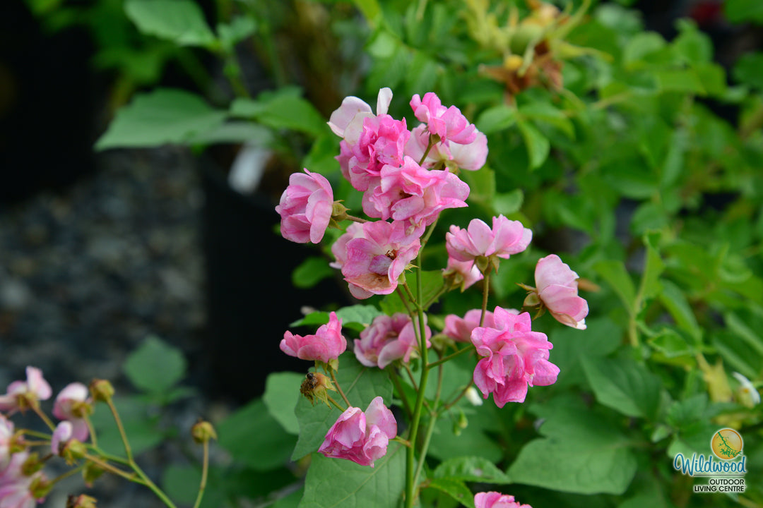 Pretty Polly Pink - Star Roses and Plants