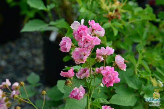 Pretty Polly Pink - Star Roses and Plants