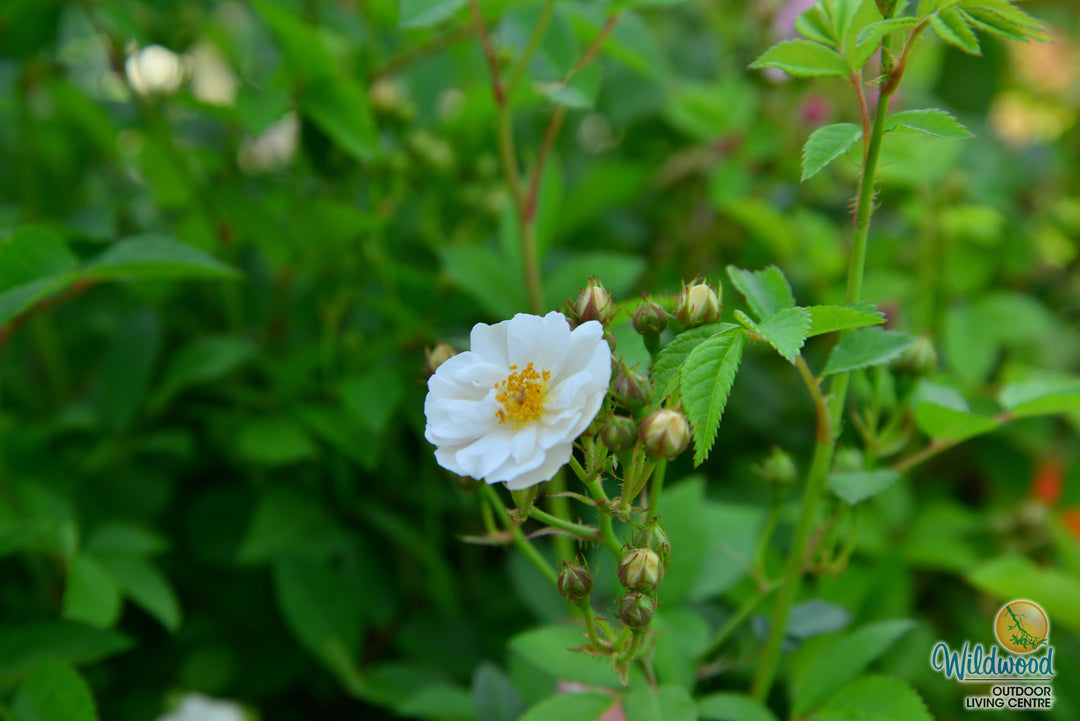 Pretty Polly White - Star Roses and Plants