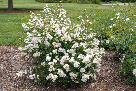 Pretty Polly White - Star Roses and Plants