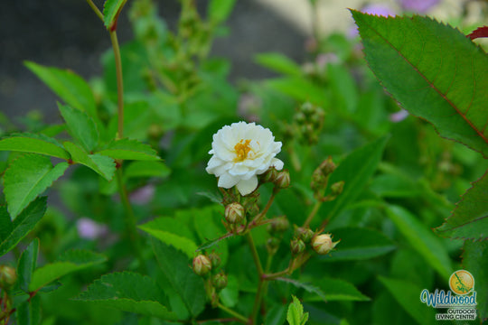 Pretty Polly White - Star Roses and Plants