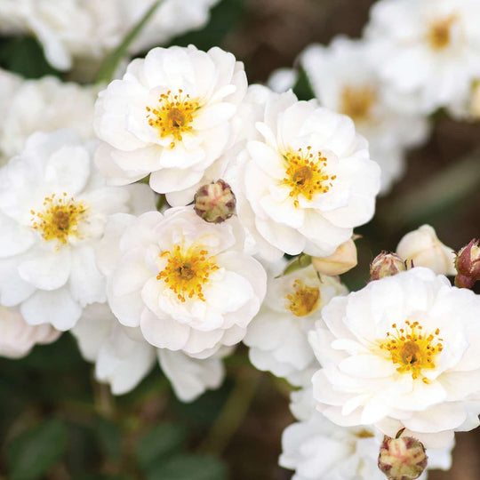 Pretty Polly White - Star Roses and Plants