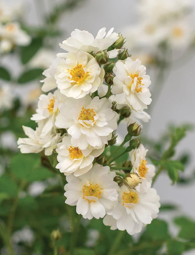 Pretty Polly White - Star Roses and Plants