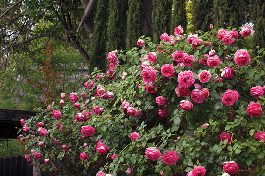 Pretty in Pink Eden Climb - Star Roses and Plants