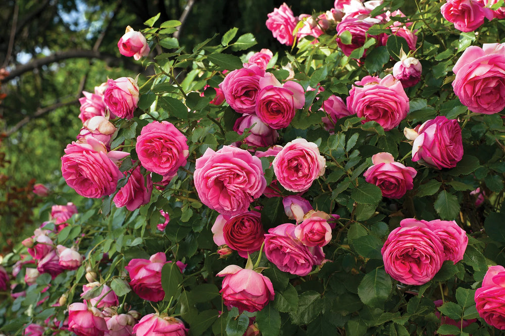 Pretty in Pink Eden Climb - Star Roses and Plants
