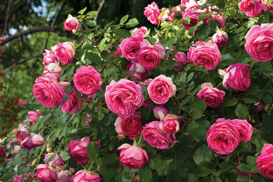Pretty in Pink Eden Climb - Star Roses and Plants