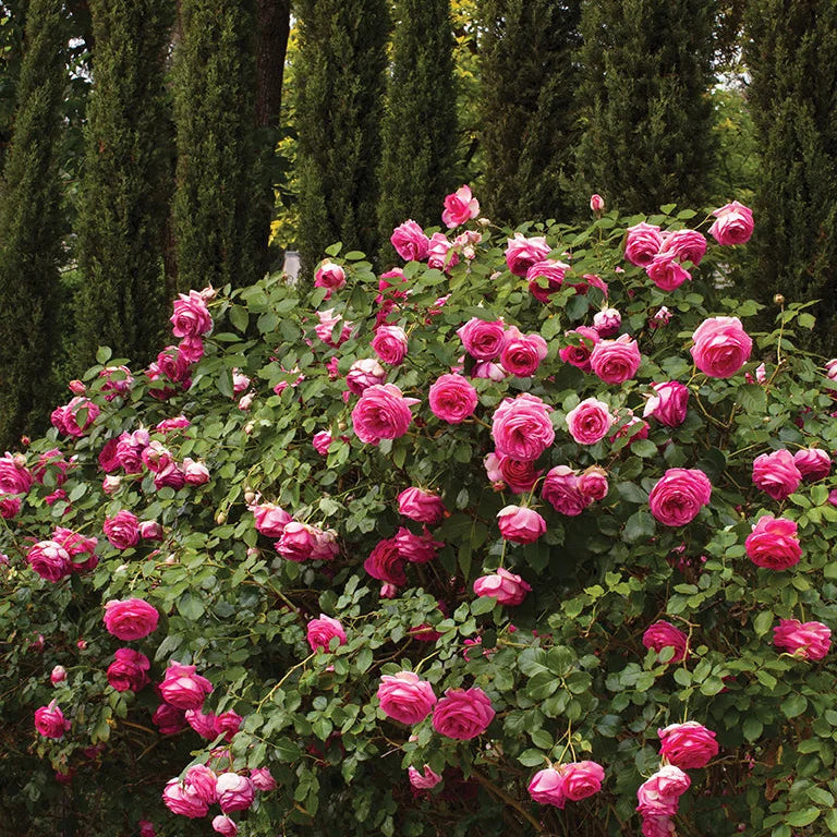 Pretty in Pink Eden Climb - Star Roses and Plants
