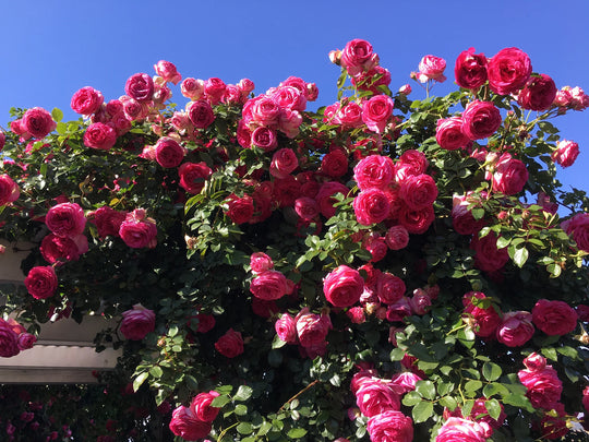 Pretty in Pink Eden Climb - Star Roses and Plants