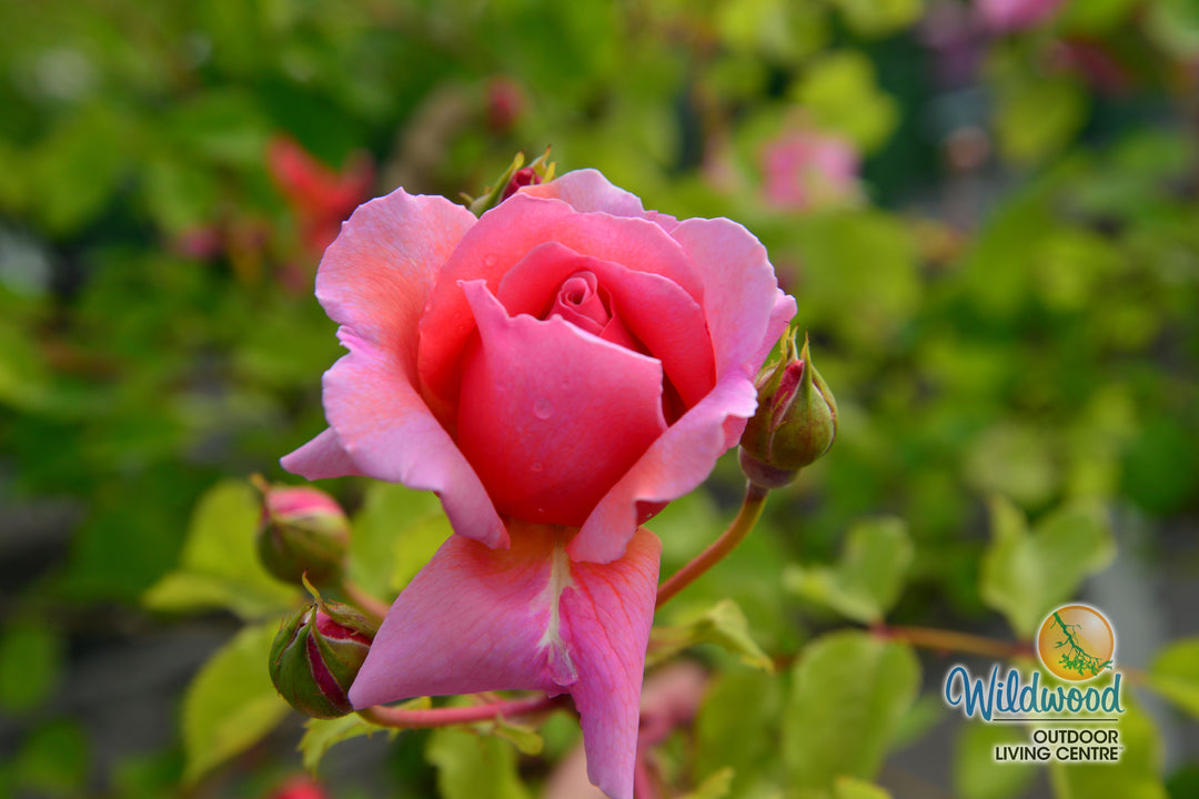 Princess Alexandra of Kent - David Austin Rose