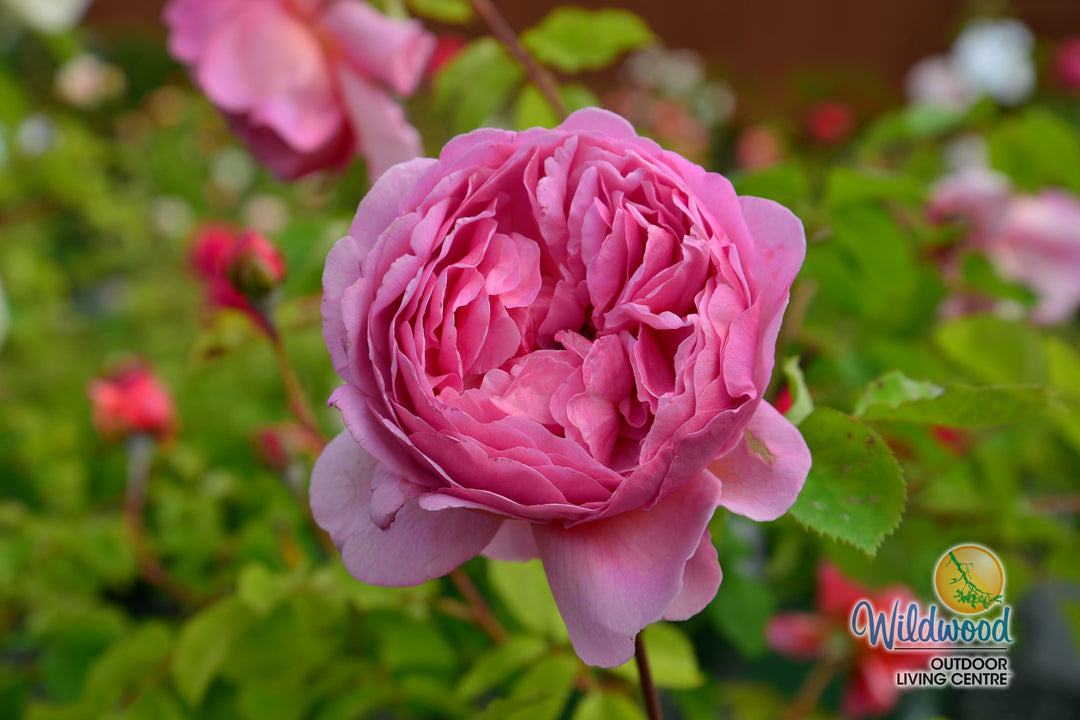 Princess Alexandra of Kent - David Austin Rose
