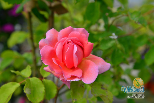 Princess Alexandra of Kent - David Austin Rose