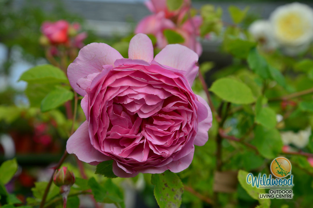 Princess Alexandra of Kent - David Austin Rose