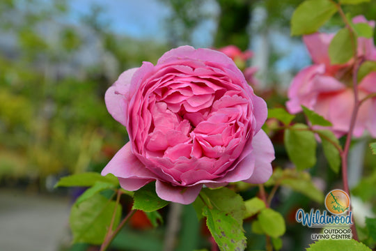 Princess Alexandra of Kent - David Austin Rose