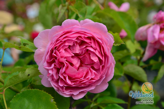 Princess Alexandra of Kent - David Austin Rose