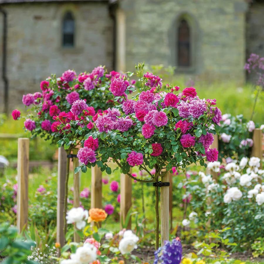 Princess Anne - David Austin Rose