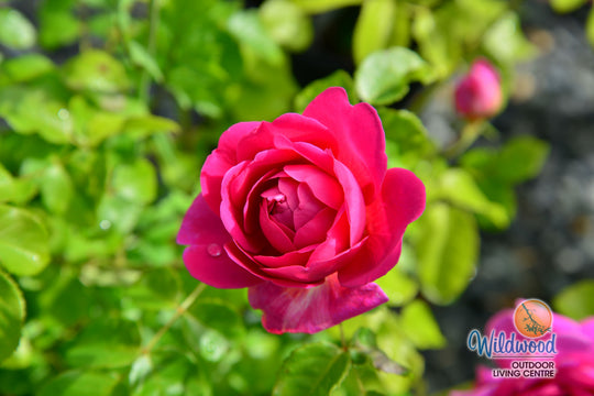 Princess Anne - David Austin Rose