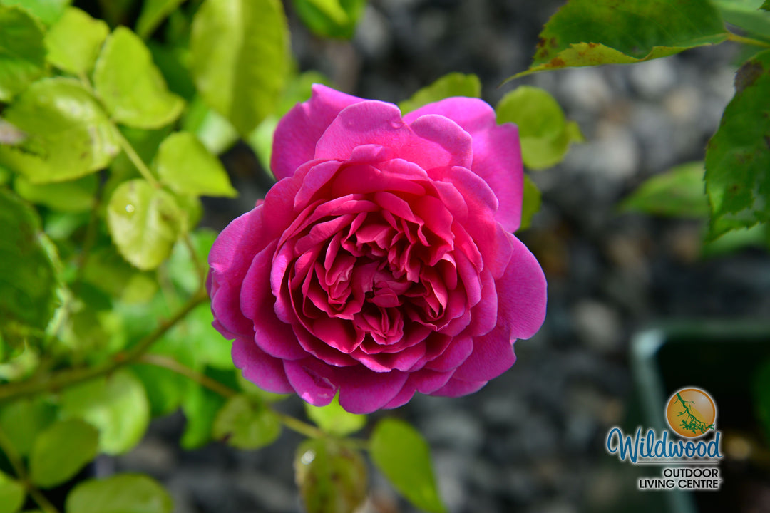 Princess Anne - David Austin Rose