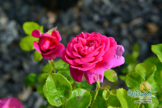 Princess Anne - David Austin Rose