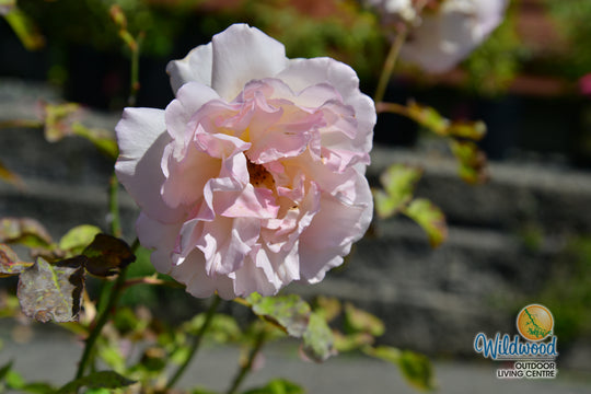 Princesse Charlene de Monaco® - Star Roses and Plants