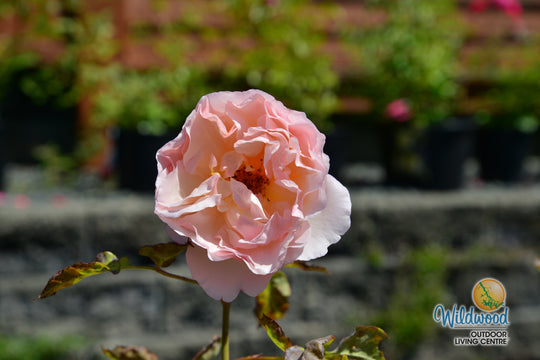Princesse Charlene de Monaco® - Star Roses and Plants