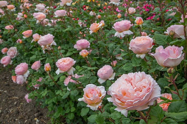 Princesse Charlene de Monaco® - Star Roses and Plants
