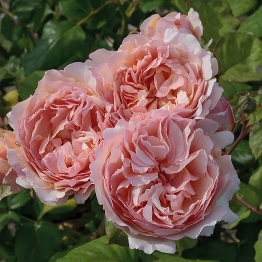Princesse Charlene de Monaco® - Star Roses and Plants