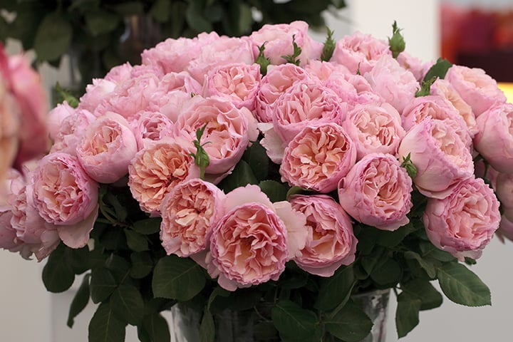 Princesse Charlene de Monaco® - Star Roses and Plants