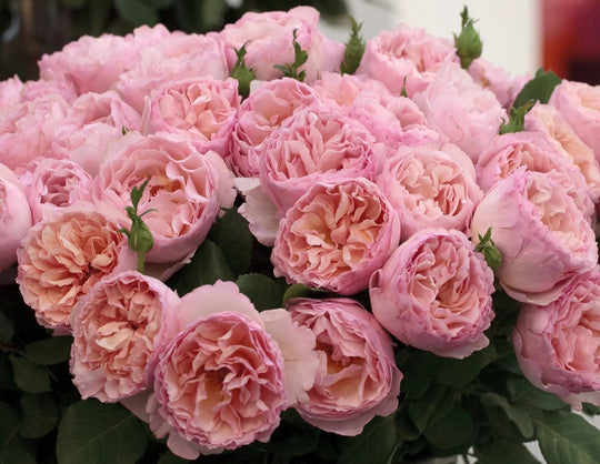 Princesse Charlene de Monaco® - Star Roses and Plants