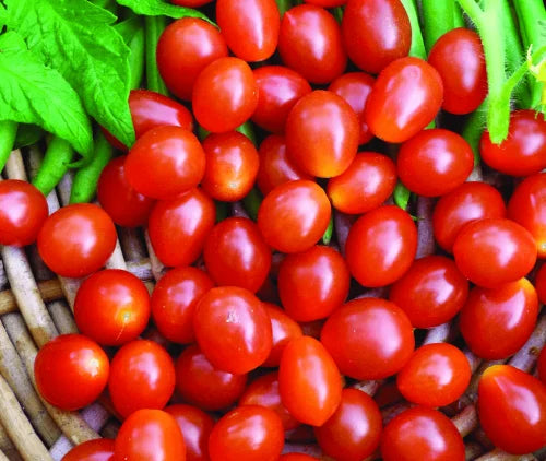 Tomato Principe Borghese International - Aimers Seeds