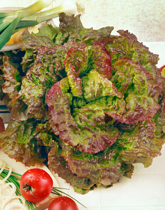 Lettuce Salad Collection Jumbo - Ontario Seed Company
