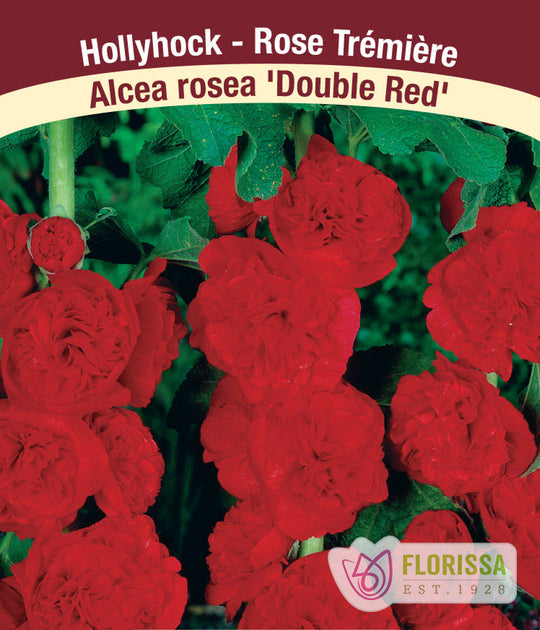 Hollyhock - Double Red, 1 Pack