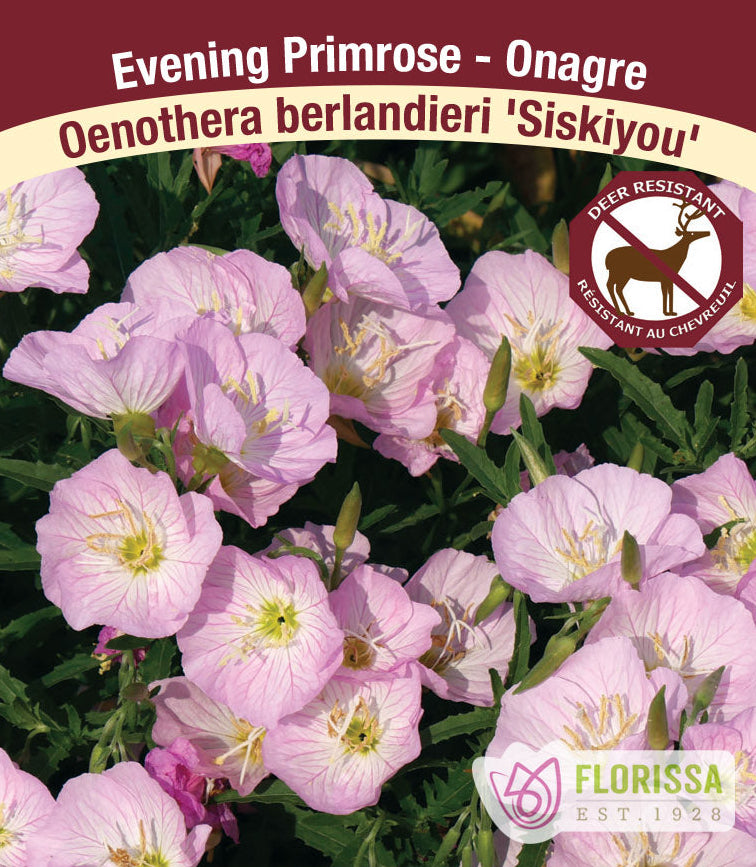 Oenothera - Siskiyou Pink, 1 Pack