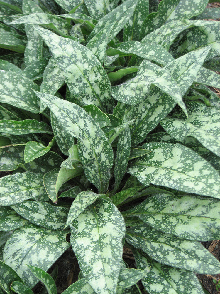 Lungwort - Raspberry Splash, 1 Pack