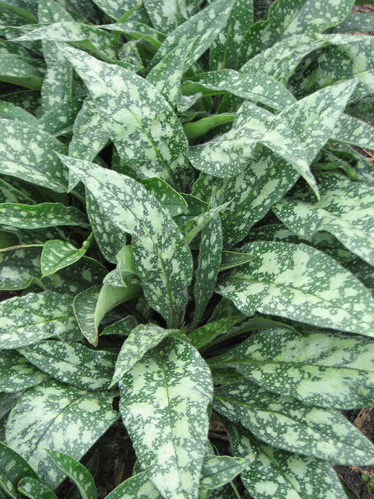 Lungwort - Raspberry Splash, 1 Pack