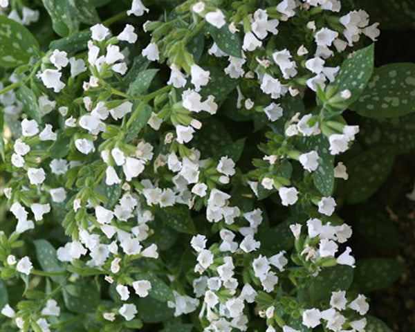 Lungwort - Sissinghurst White, 1 Pack