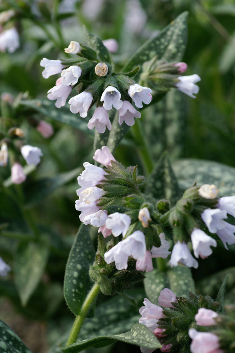 Lungwort - Sissinghurst White, 1 Pack