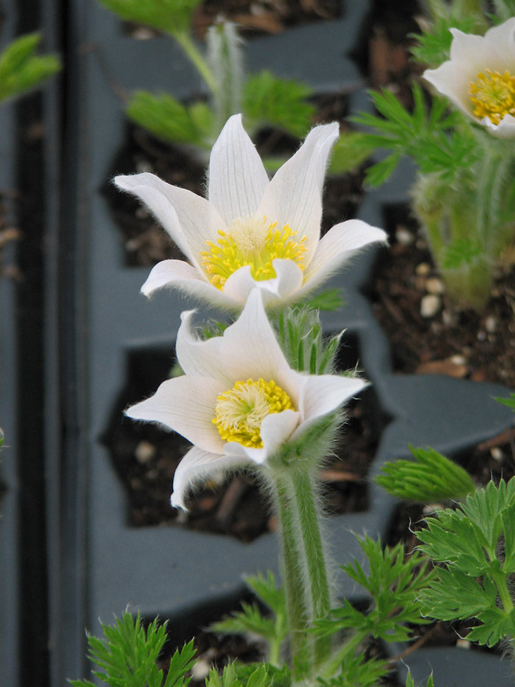 Pulsatilla vulgaris - Alba, 1 Pack