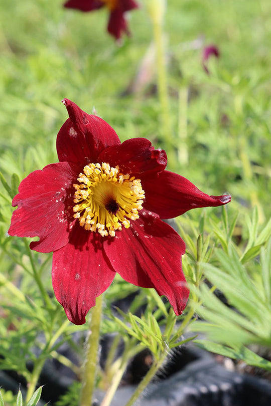 Pulsatilla vulgaris - Rubra, 1 Pack