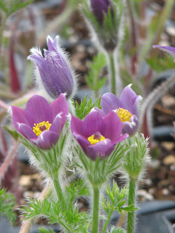 Pulsatilla vulgaris - Violet, 1 Pack
