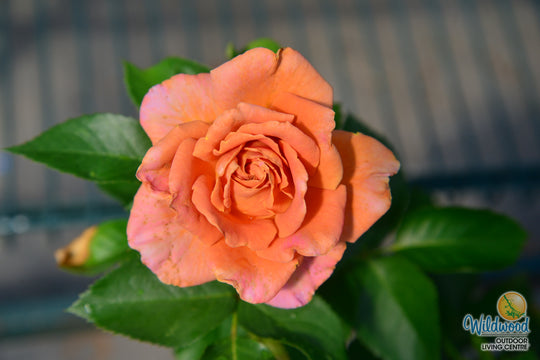 Pumpkin Patch - Weeks Rose