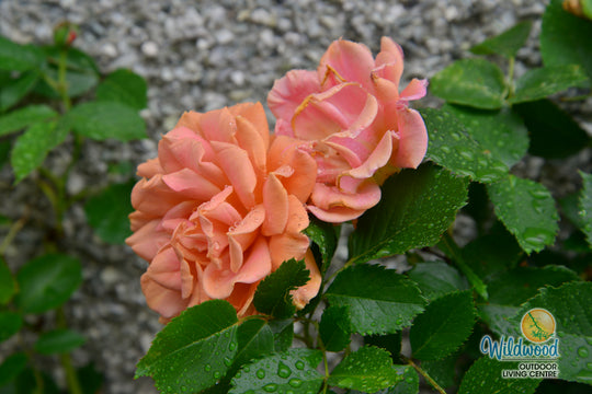 Pumpkin Patch - Weeks Rose