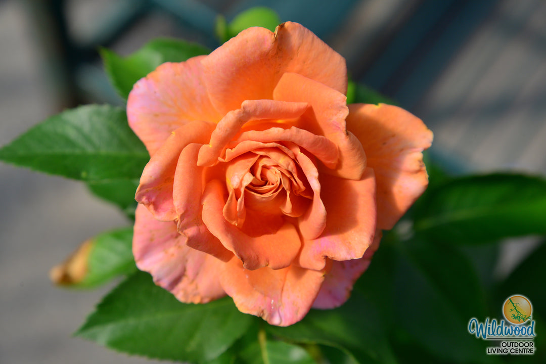 Pumpkin Patch - Weeks Rose