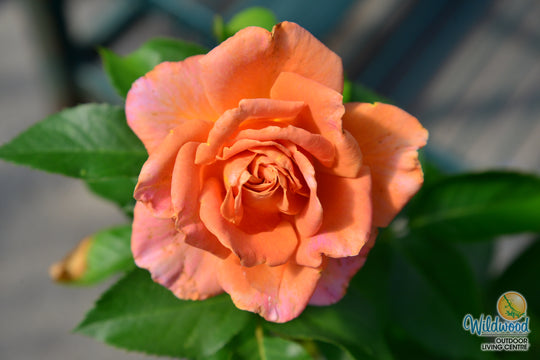Pumpkin Patch - Weeks Rose