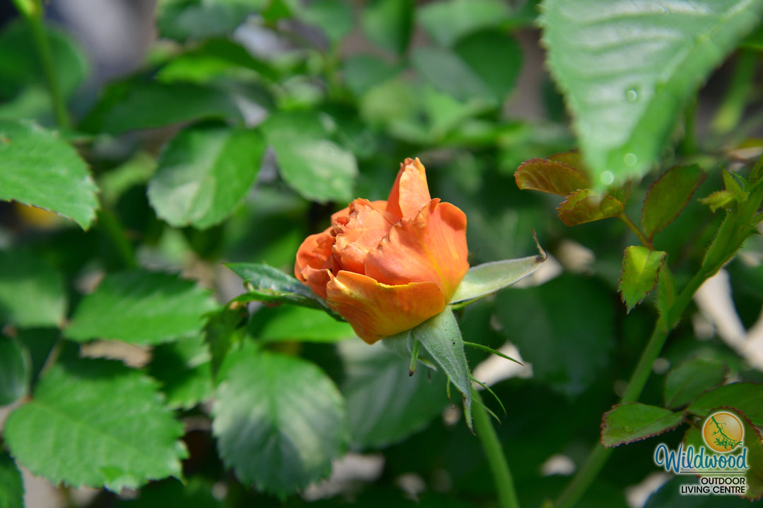 Pumpkin Patch - Weeks Rose